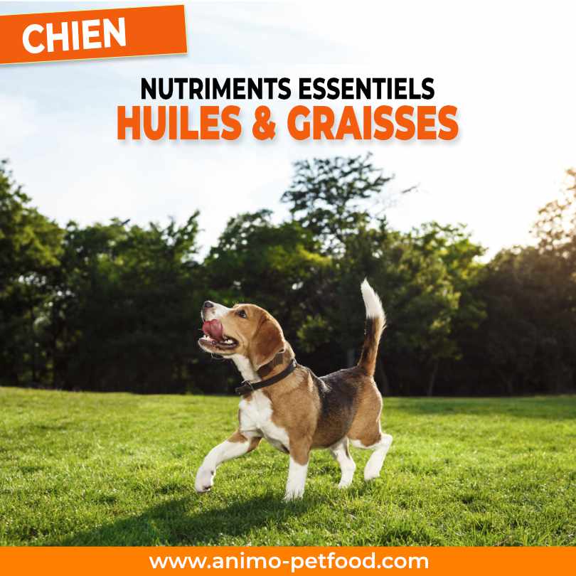 huiles-et-graisses-dans-alimentation-chien-nutrition